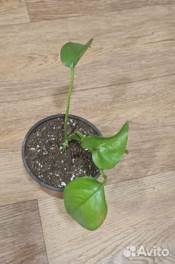 Эпипремнум марбл квин