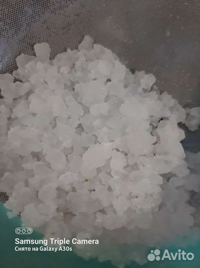 Индийский морской рис