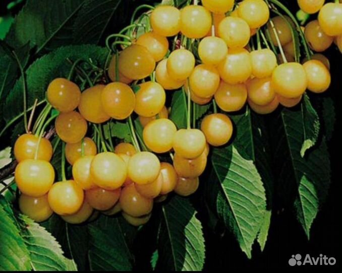 Черешня колоновидная