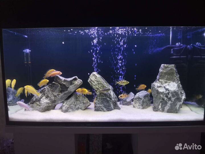 Малавийские цихлиды