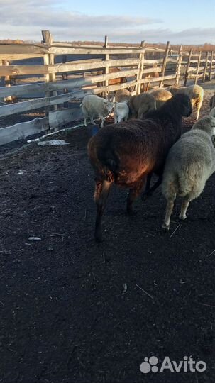 Баран Эдильбаевской породы