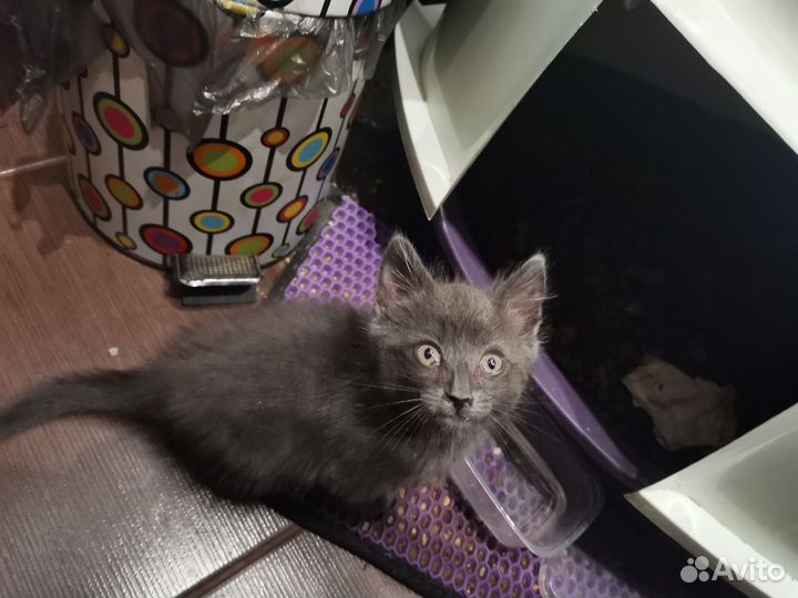 Котенок котик