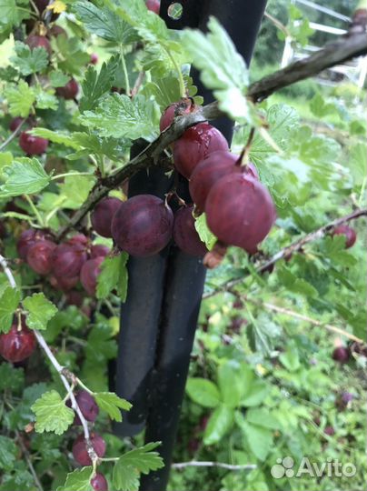 Вишня, крыжовник, красная смородина