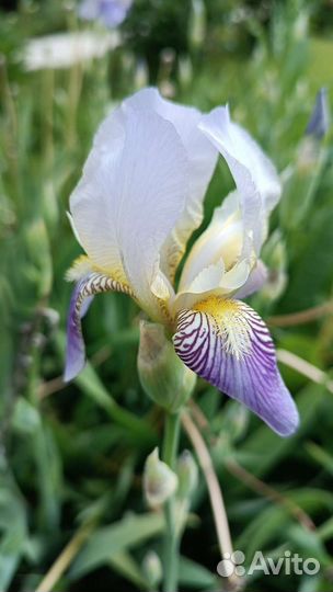 Ирисы бородатые