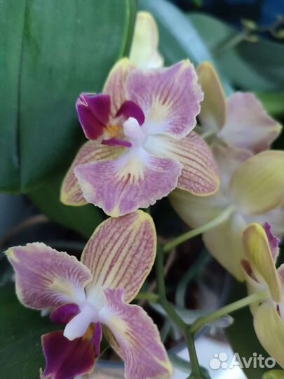 Орхидея бабочка от SON YA