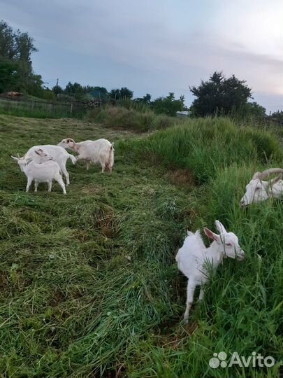Продаются дойные козы молочной породы