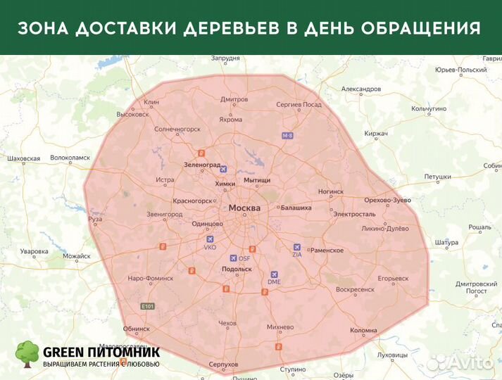 Туи садовые