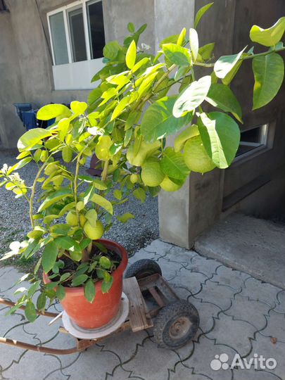 Лимонное дерево с плодами