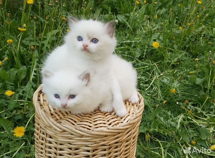 Котята Рэгдолл