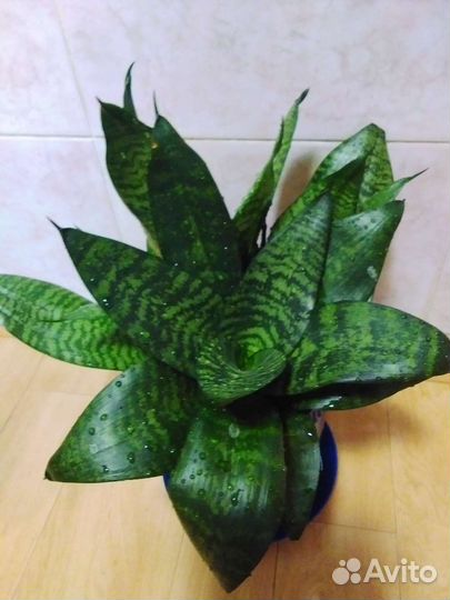 Сансевиерия Ханни