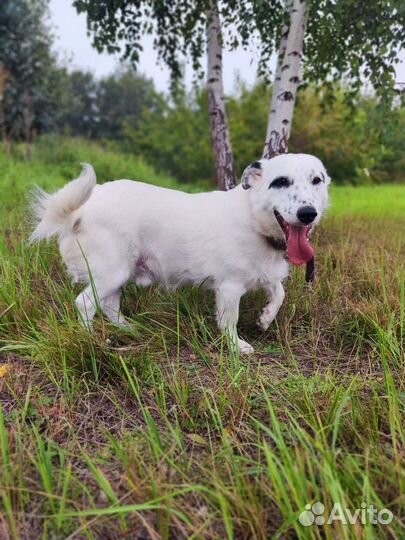 Молодая собака бесплатно