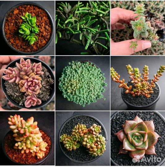 Набор черенков суккулентов