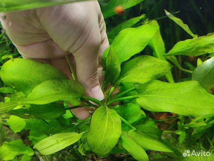 Аквариумные растения отправка по России