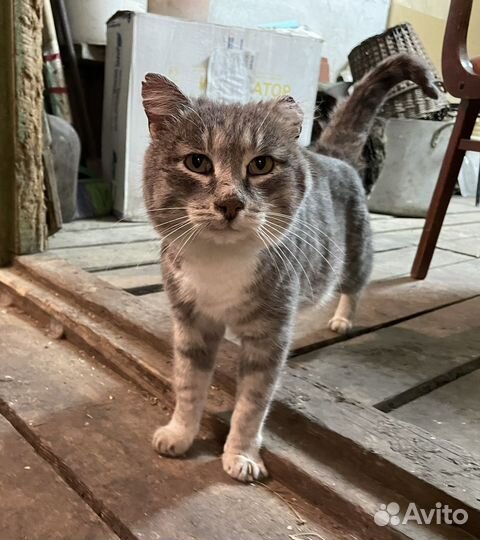 Ищу хозяев кота