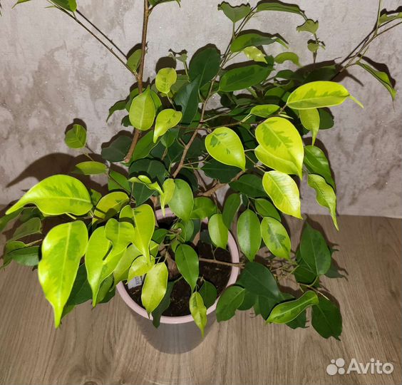 Фикус Реджинальд