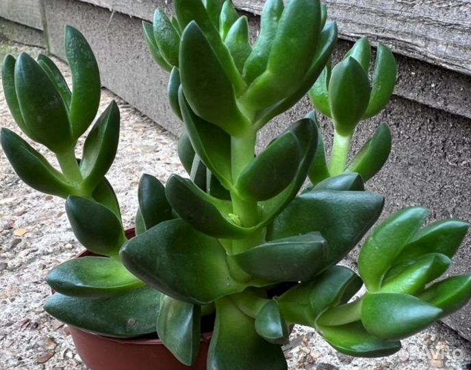 Крассула Бен (Crassula Ben)