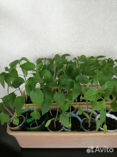 Рассада перцев, помидоров