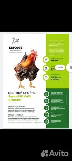 Бройлеры, индюшата