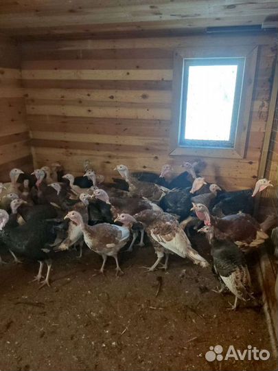 Индюшки, индюки, цесарки