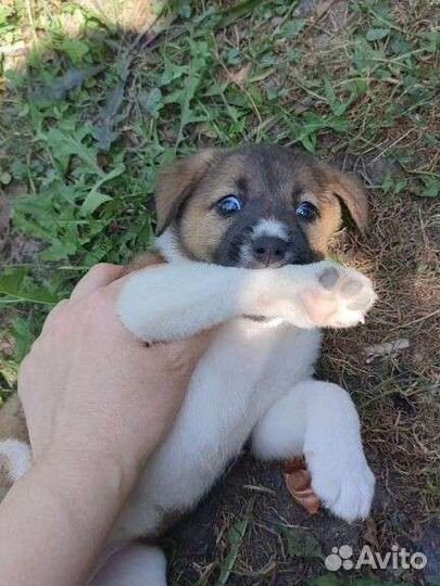 В добрые ручки