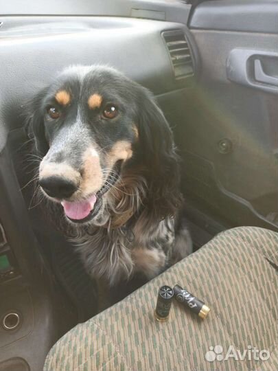 Спаниель Вязка