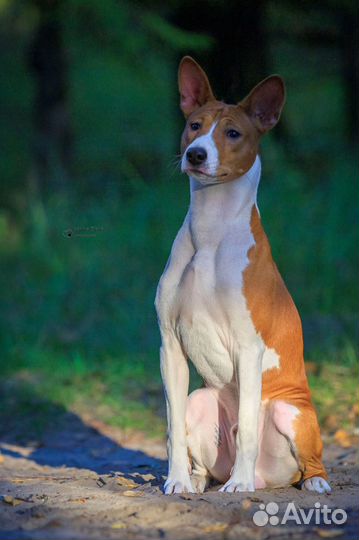 Вязка басенджи