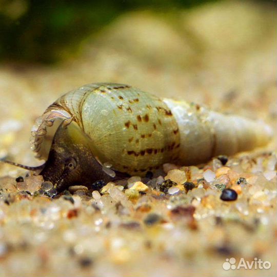 Улитки мелании 10р,раки мраморные 30 40р