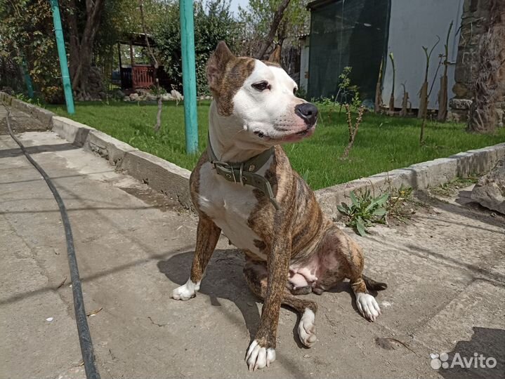 Стаффордширский терьер для вязки