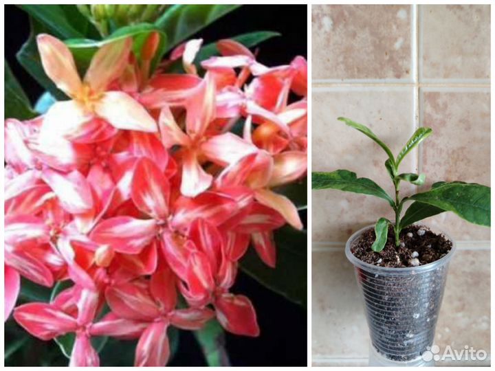 Цветушие растения, редкие и не очень