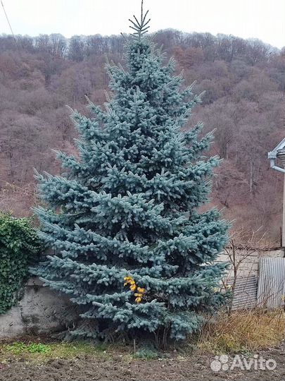 Ель голубая