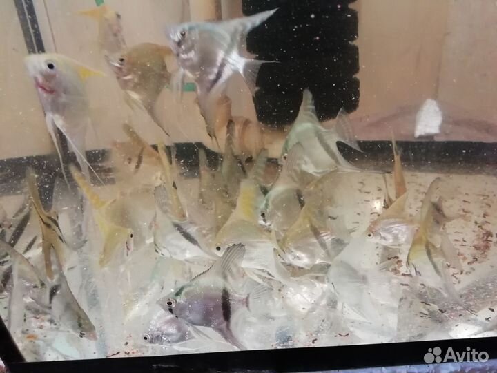 Аквариумные рыбки