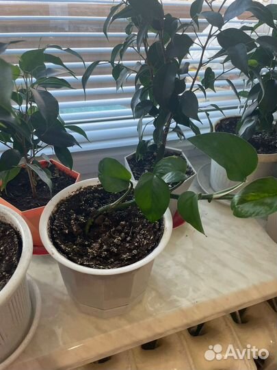 Фикус бенджамина большой