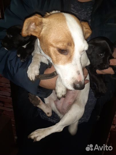 Отдам двух щенков в добрые руки