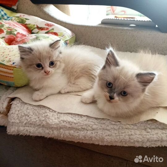 Невская маскарадная