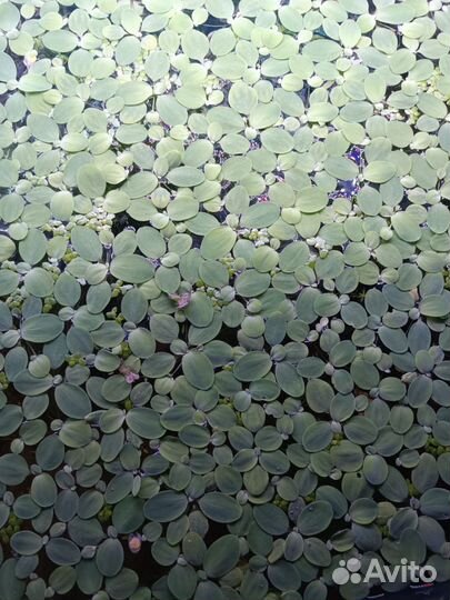 Растения пистия