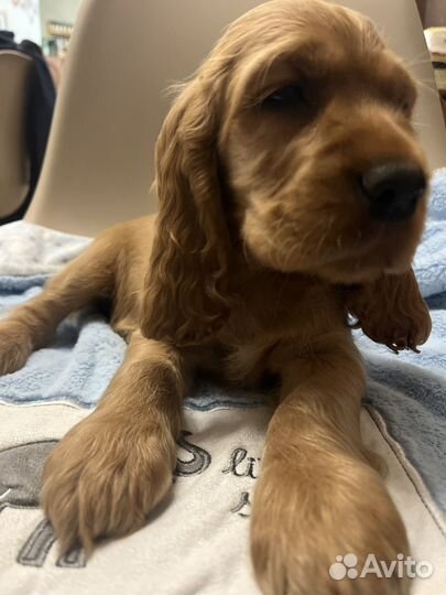 Кокер спаниель