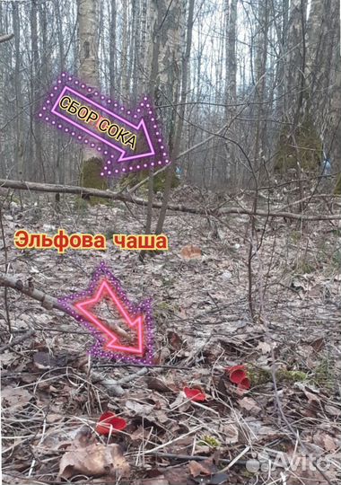 Берёзовый сок и квас