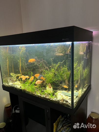 Аквариум с тумбой бу