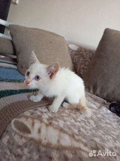Кот тайский ред поинт