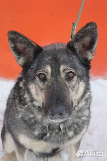 Ариель ищет дом