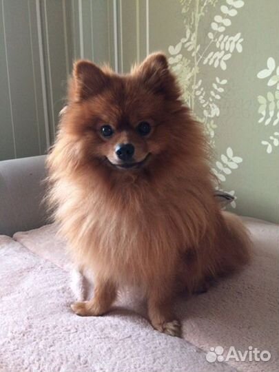 Шпиц девочки