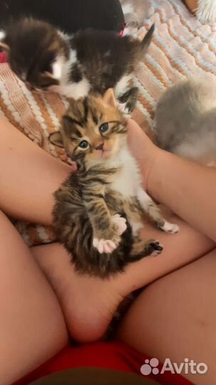 Кошка в дар бесплатно