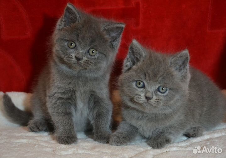 Британцы голубые