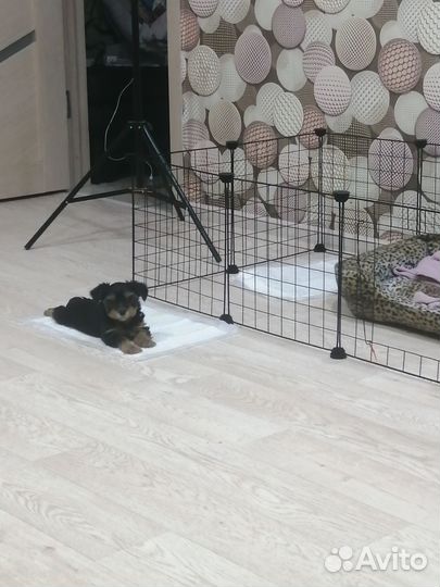 Йоркширский терьер