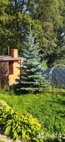 Елка новогодняя живая