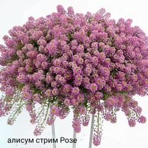 Алисум вегетативный stream, Павловск