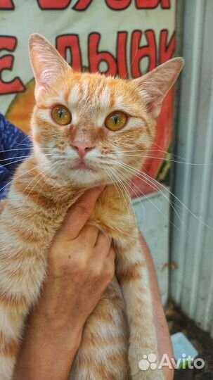 Рыжая красавица в добрые руки