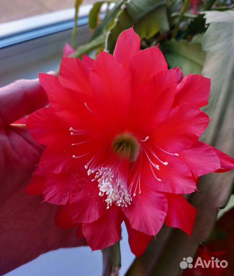 Комнатные цветы. Эпифиллум