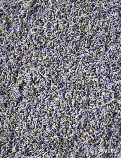 Лаванда россыпь