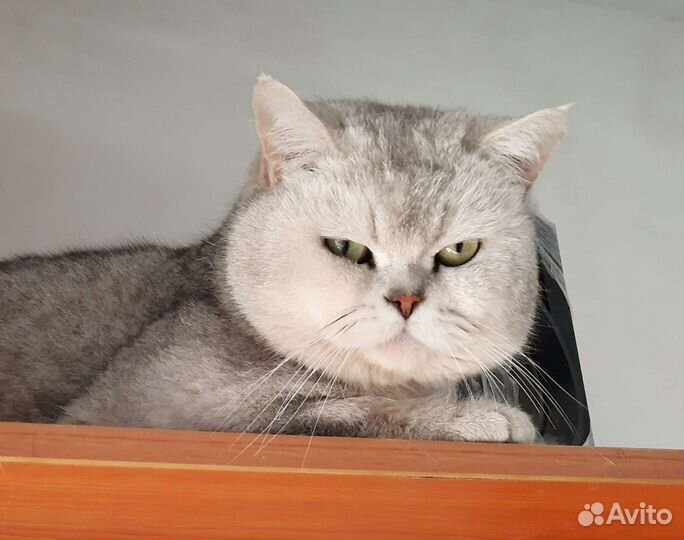 Шотландский кот вязка